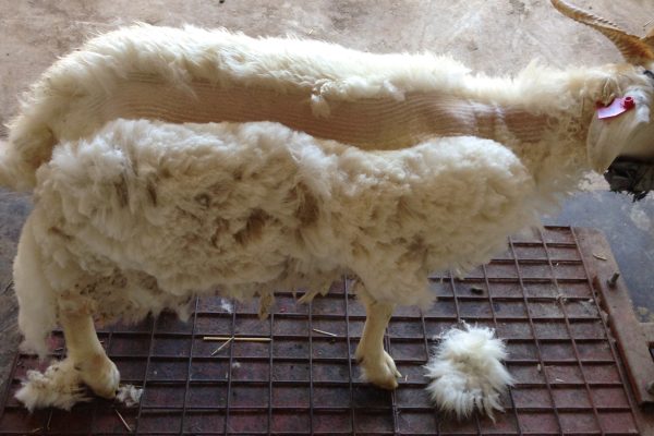 Shearing-Headbail-method-min